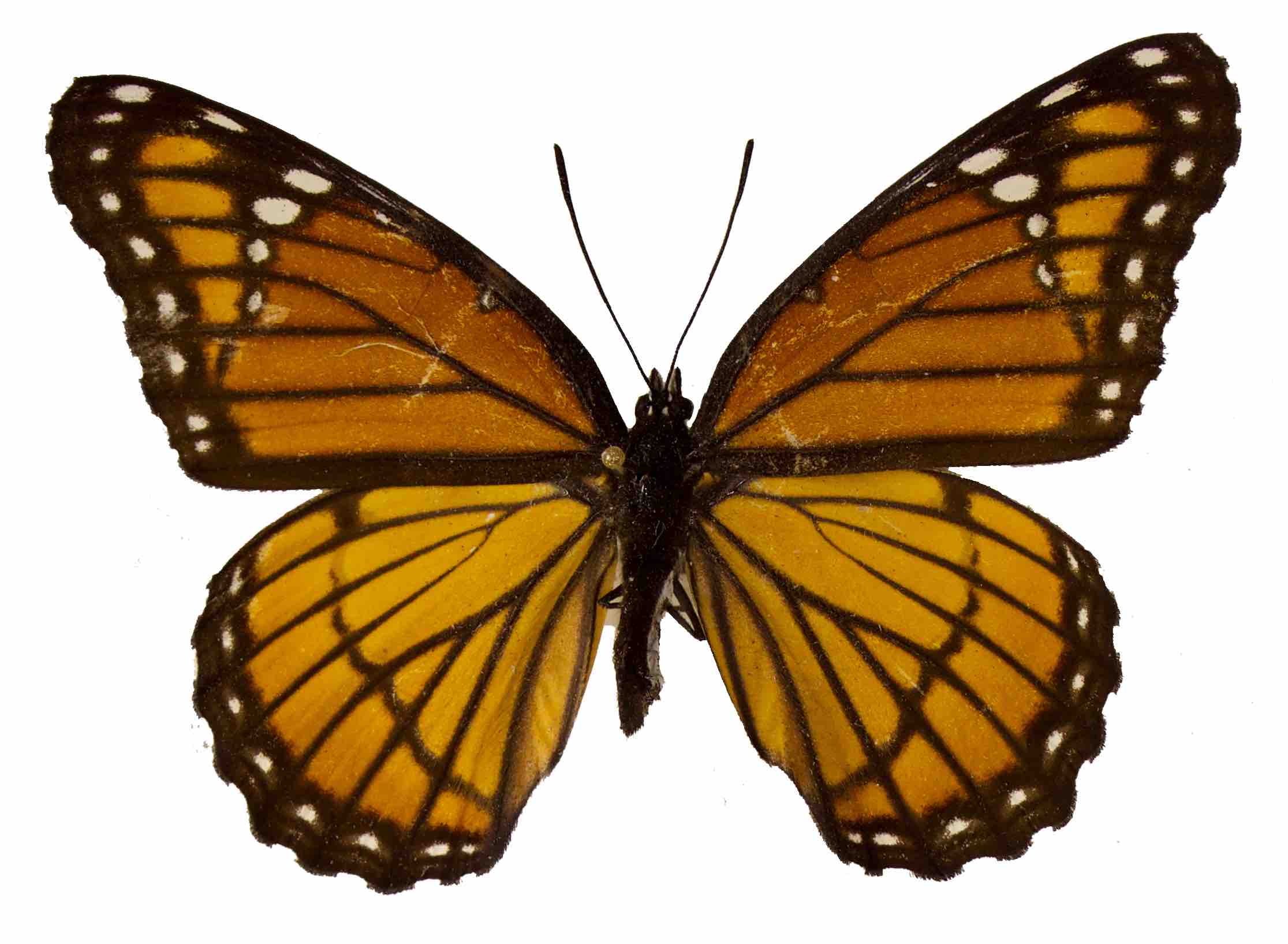 limenitis-archippus-dorsal – Nebraska Lepidoptera: A Guide to Nebraska ...