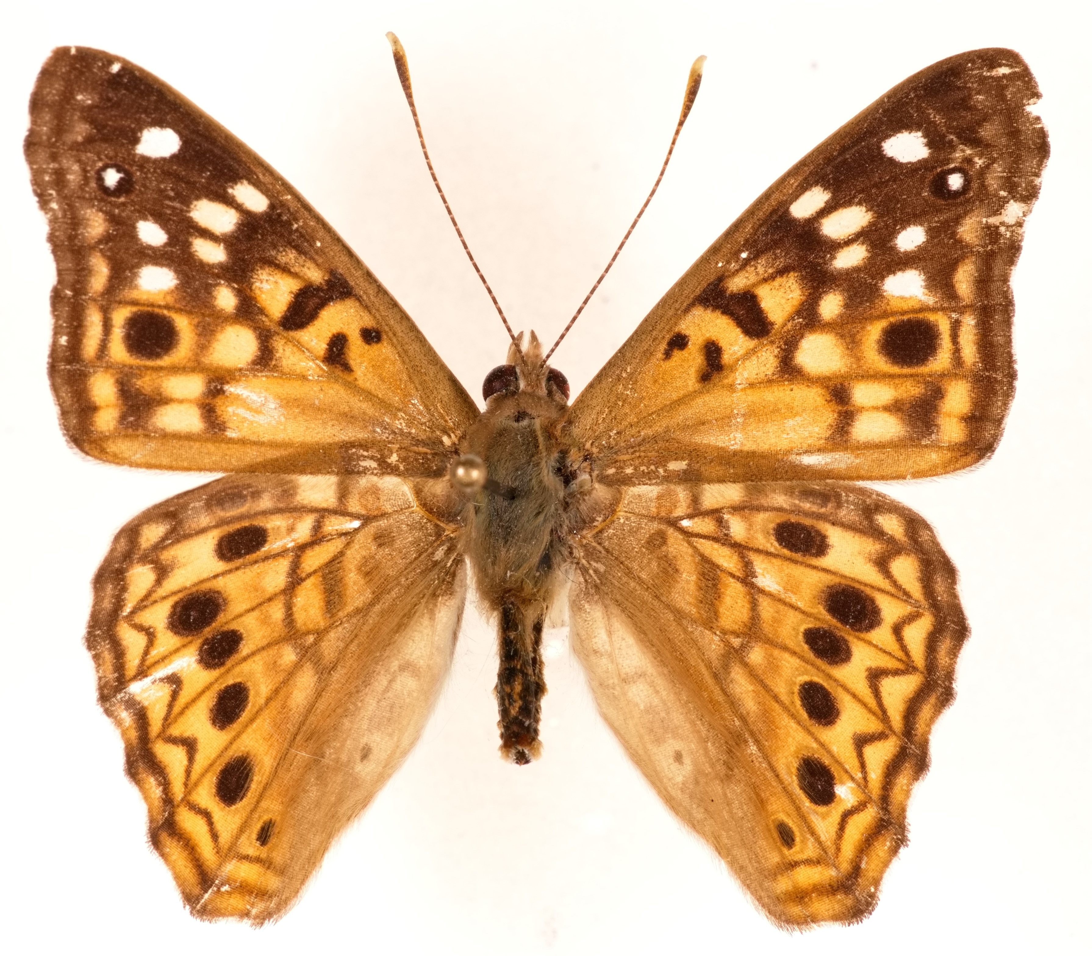 Species Page: Hackberry Butterfly (Asterocampa celtis) – Nebraska ...