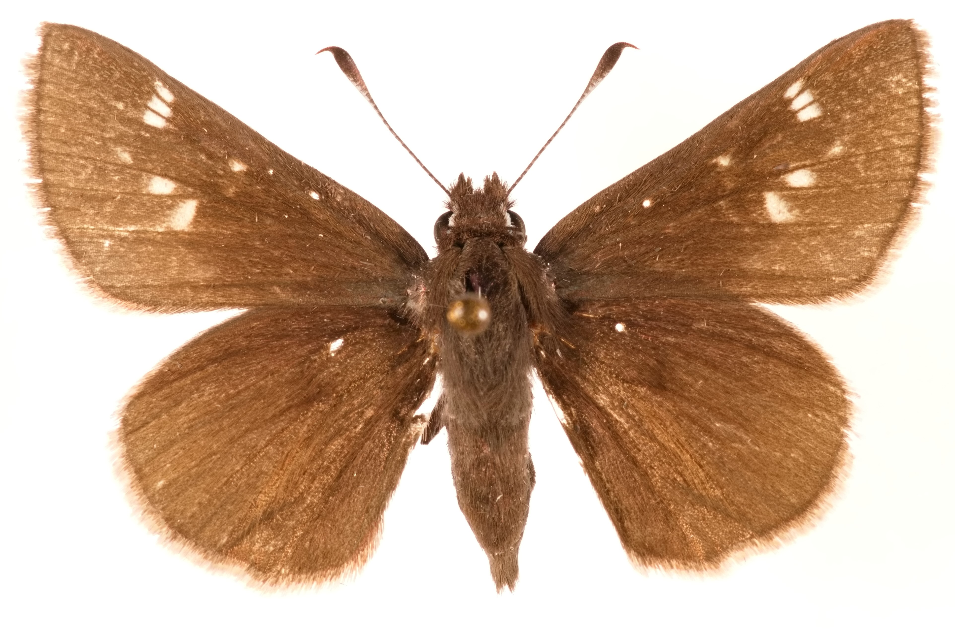 Species Page: Dusted Skipper (Atrytonopsis hianna) – Nebraska ...