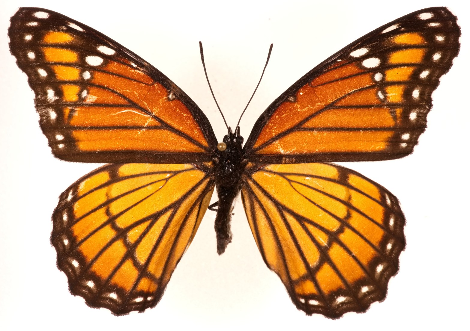 Deciphering Butterflies: Monarch & Mimics – Nebraska Lepidoptera: A ...